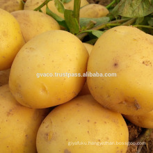 New listing yellow round fresh potato exporter top quality in Vietnam-Gvaco